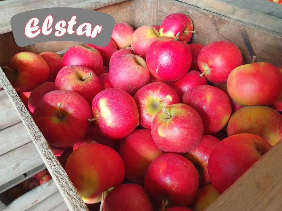 Elstar Apfel