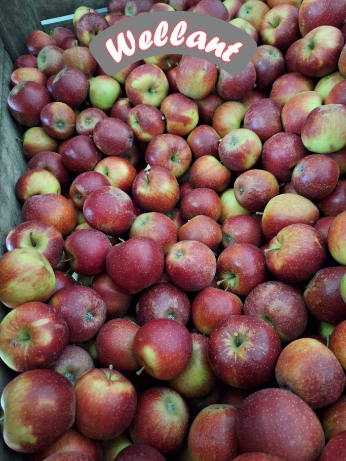 Wellant Apfel