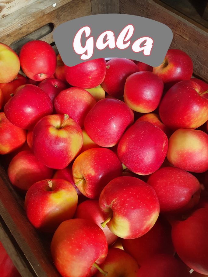 Gala Apfel