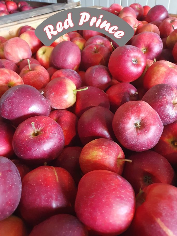 Red Jonaprince Apfel