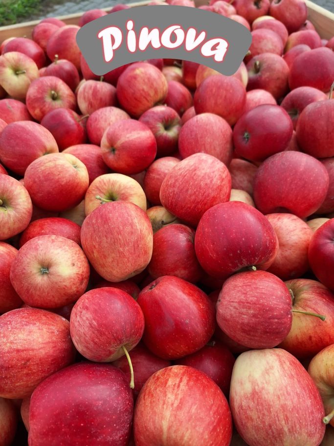 Pinova Apfel